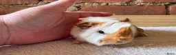 Guinea Pig rodents for sale: Baby Guinea Pigs  - Advert 6