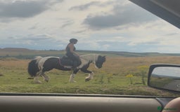 Irish Cob horses for sale: 14hh 6 year old gelding cob - Image 16