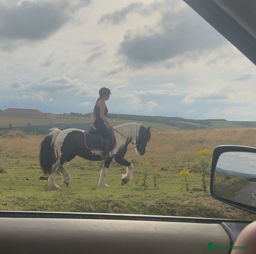 Irish Cob horses for sale: 14hh 6 year old gelding cob - Image 16