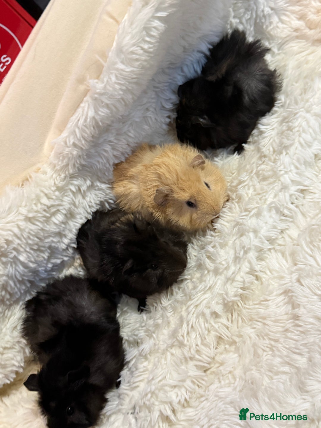 Guinea Pig rodents for sale: Baby Guinea pigs  - Advert 7
