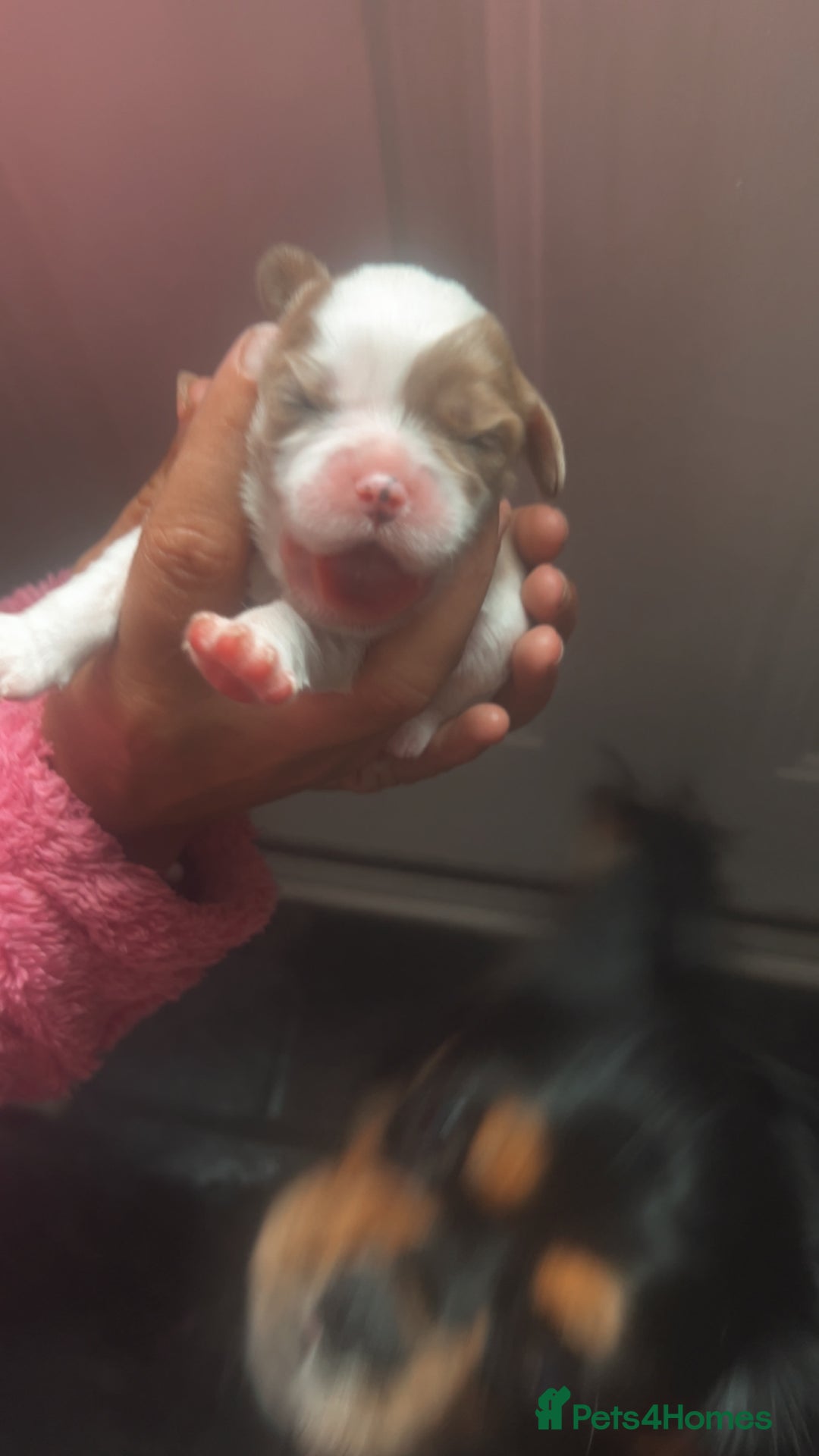 Cavalier King Charles Spaniel dogs for sale: Mixed colour Cavaliers  - Image 11