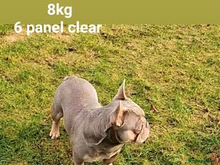 French Bulldog dogs NEW SHADE/ISABELLA AND TAN, PINK, FLUFFY in Dunoon - Advert 1