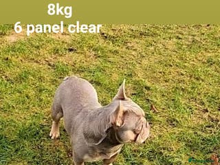 French Bulldog dogs NEW SHADE/ISABELLA AND TAN, PINK, FLUFFY in Dunoon - Advert 7