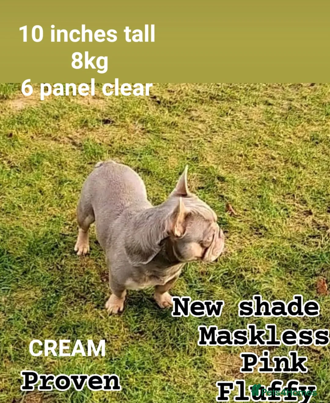 French Bulldog dogs for stud: NEW SHADE/ISABELLA AND TAN, PINK, FLUFFY  - Advert 1