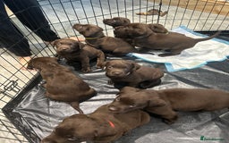 Labrador Retriever dogs for sale: Chunky Chocolate Labrador Puppies  - Image 4