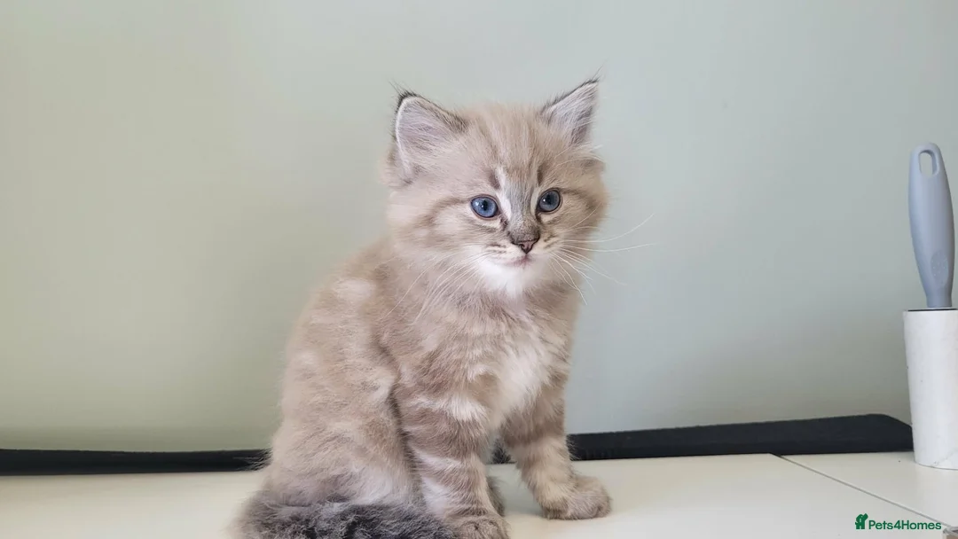 Ragdoll cats for stud: 100% proven boy for stud in Wakefield - Advert 14