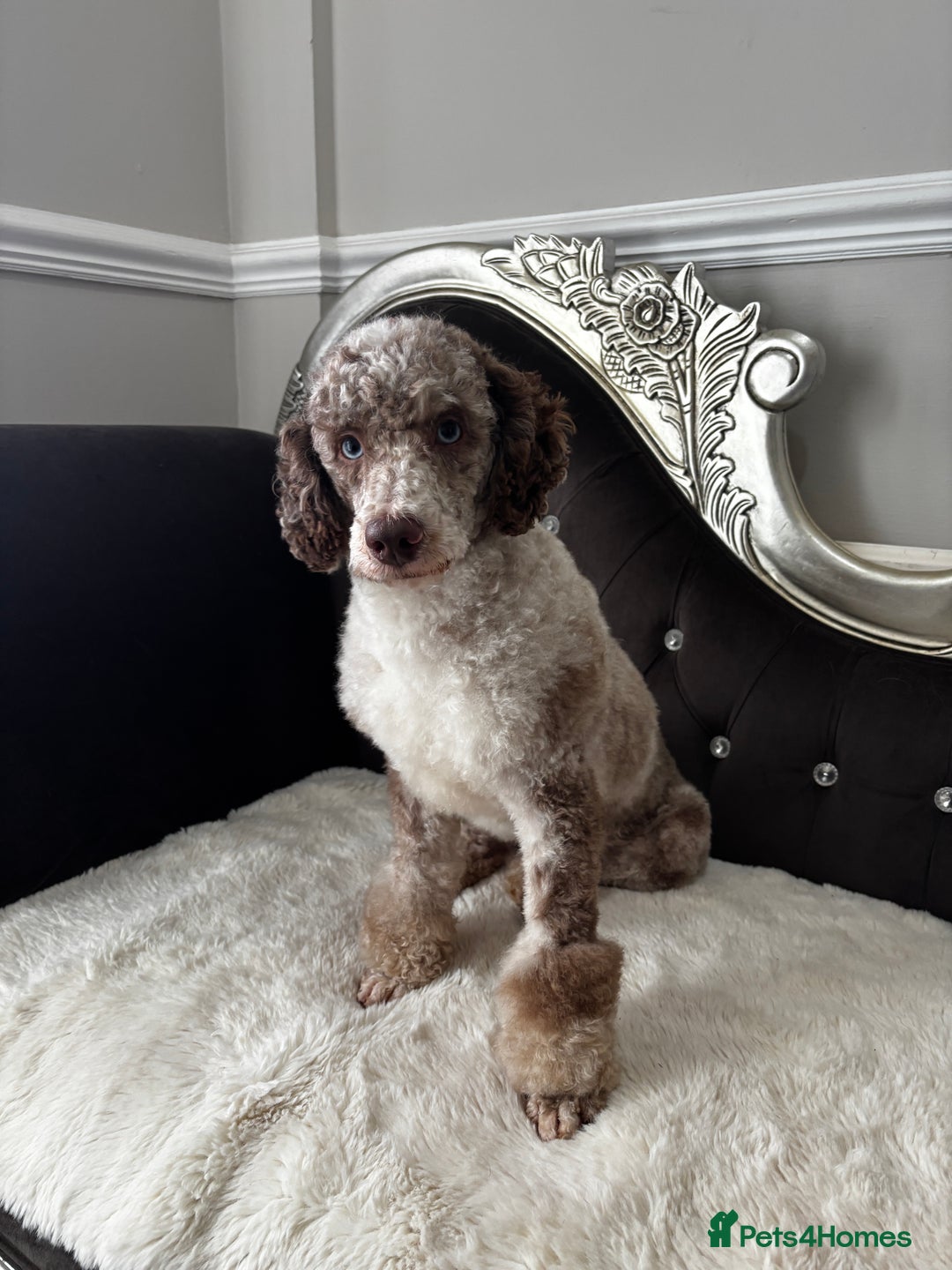 Sproodle dogs for sale: 💥 Rare Gorgeous Chocolate Merle Sproodles 🐶 - Advert 19