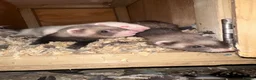 Ferret rodents for sale: Ferret kits standards and half micros - Advert 1