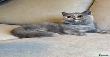 British Shorthair cats - Advert 15