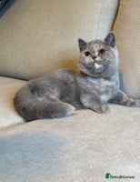 British Shorthair cats - Advert 1