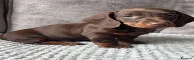 Miniature Dachshund 1