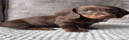 Miniature Dachshund dogs for sale: Miniature Dachshund puppies  - Advert 5