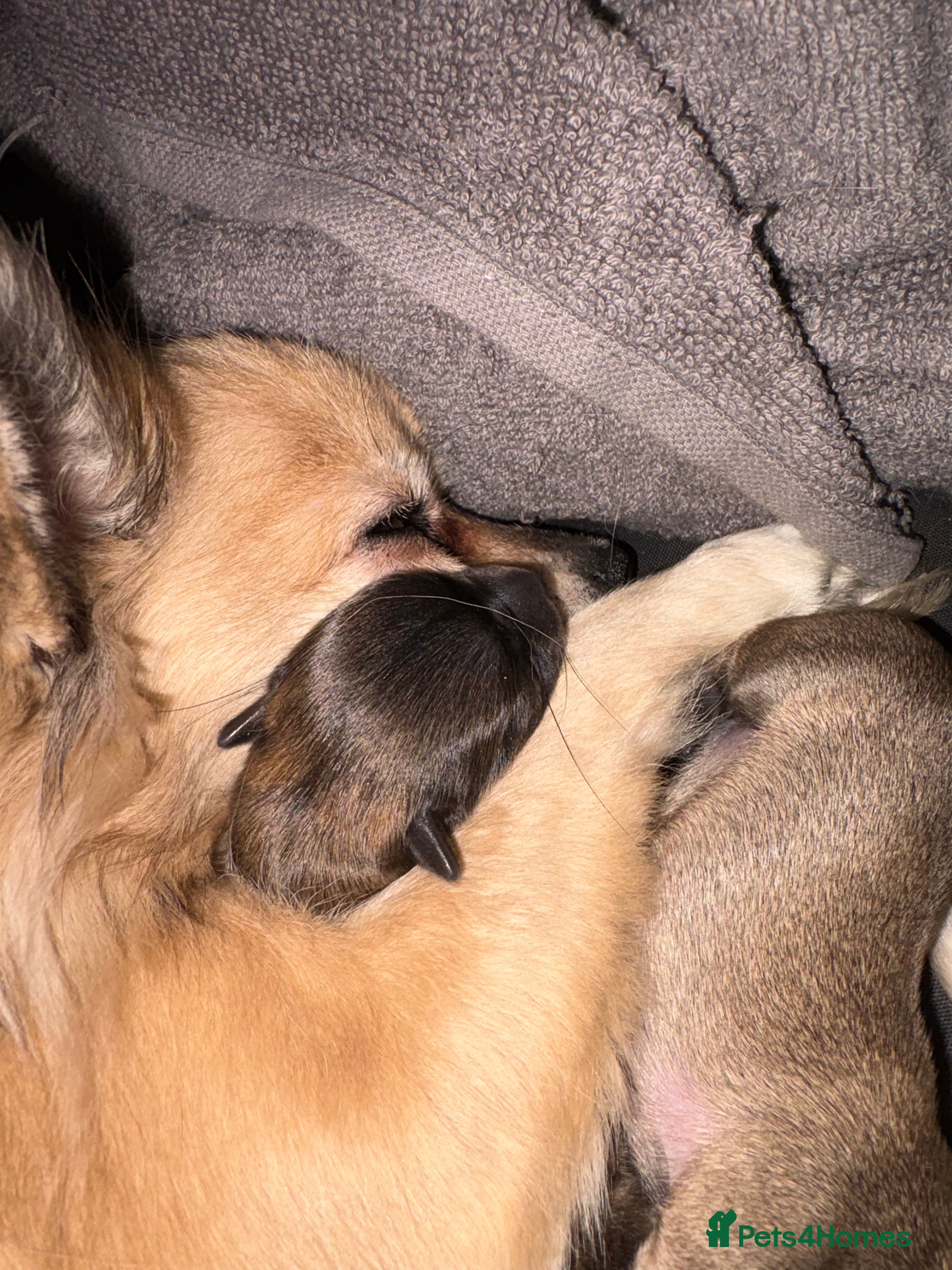 Jack Chi dogs Two adorable 8 week old Chihuahua Jackchi pups  - Advert 2