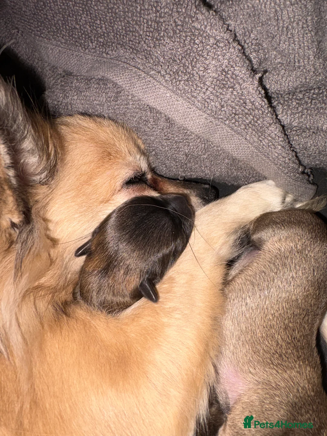 Jack Chi dogs for sale: Two adorable 8 week old Chihuahua Jackchi pups  - Advert 2