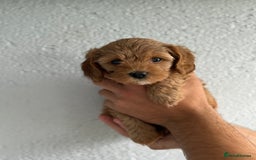 Cavapoo dogs for sale: 6 Beautiful Toy Cavapoo Girls  - Image 18