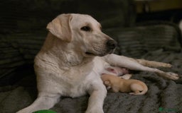 Labrador Retriever dogs for sale: Labrador Puppies for sale 24/10/25 onwards - Image 10