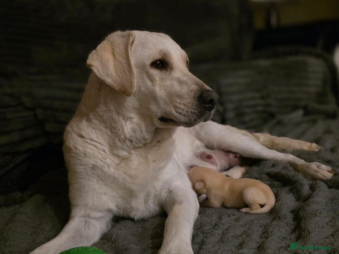 Labrador Retriever dogs for sale: Labrador Puppies for sale 24/10/25 onwards - Image 10