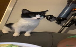 Tibetan cats for sale: Beautiful male kittens on sale - Advert 1