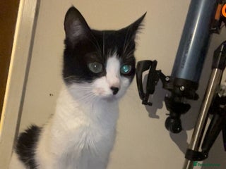 Tibetan cats for sale: Beautiful male kittens on sale - Advert 1