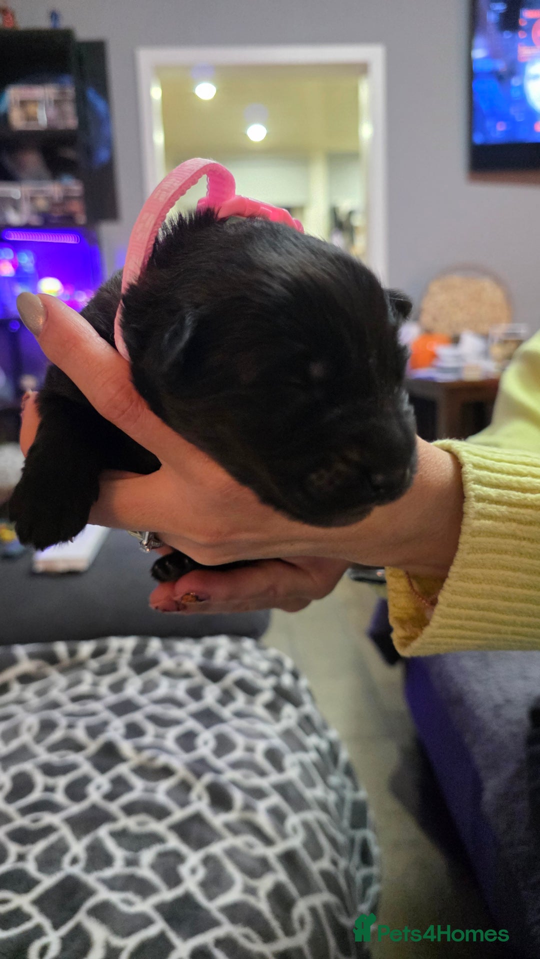 German Shepherd dogs for sale: Amazing german shepherd puppies for rehousing  - Advert 10