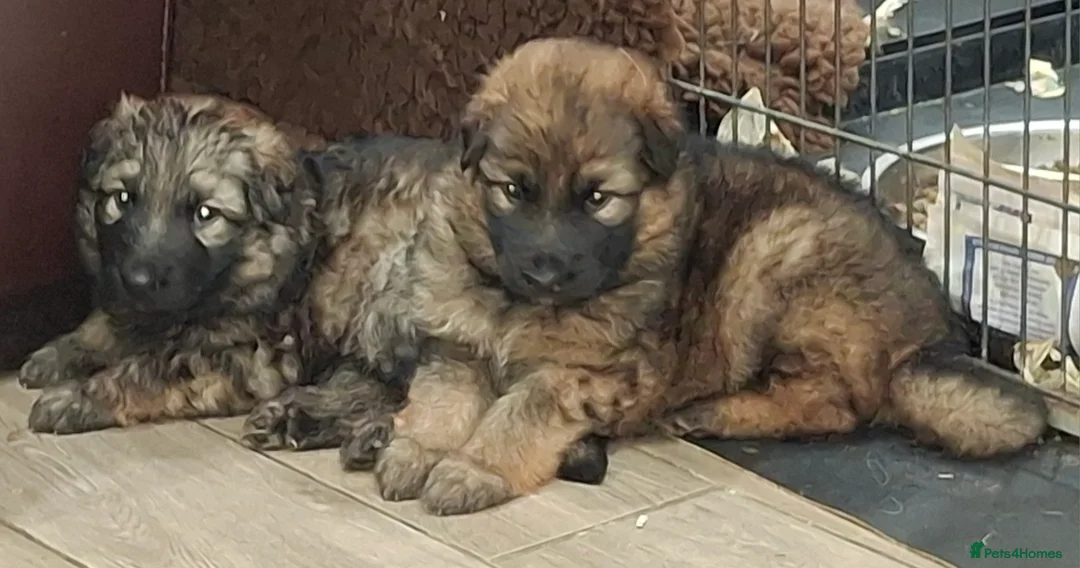 German Shepherd dogs for sale: Kennel club registered straight back GSD - Advert 5