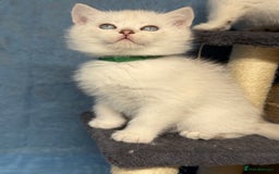 British Shorthair cats for sale: British shorthair silver/golden kittens TICA - Image 2