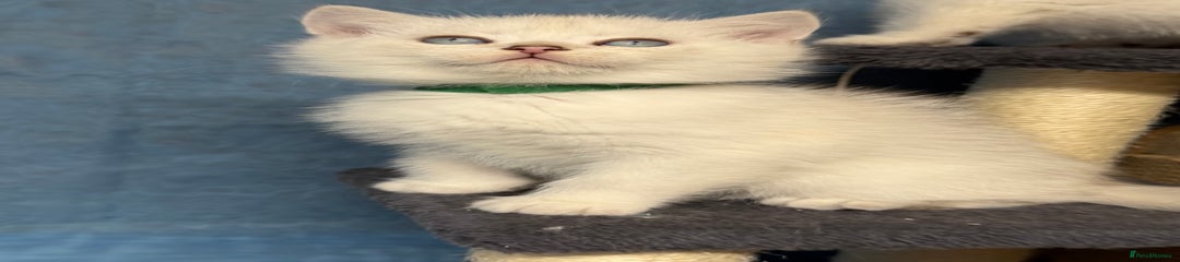 British Shorthair Kitten 1