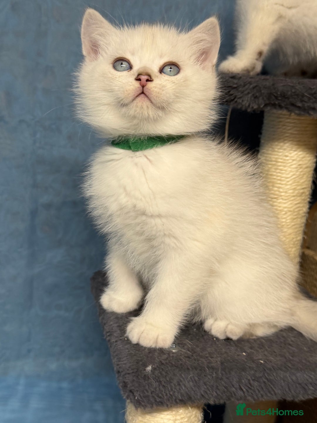 British Shorthair cats for sale: British shorthair silver/golden kittens TICA - Image 2