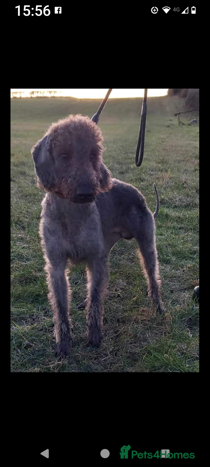 Bedlington Terrier dogs Bedlington for stud  in Chesterfield - Advert 3