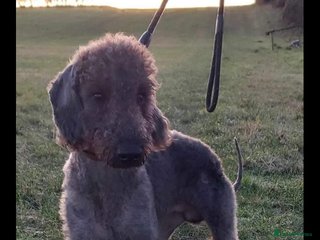 Bedlington Terrier dogs Bedlington for stud in Chesterfield - Advert 2