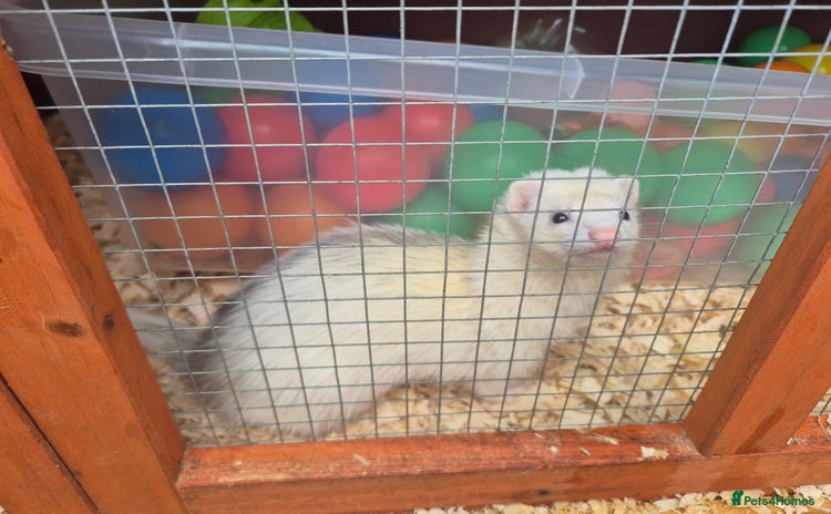 Ferret rodents 4 x bonded ferrets - Advert 1