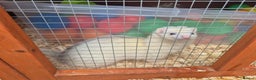 Ferret rodents for sale: 4 x bonded ferrets - Advert 1