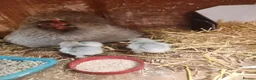 Chickens poultry for sale: Lavender Pekin day old chicks - Advert 5
