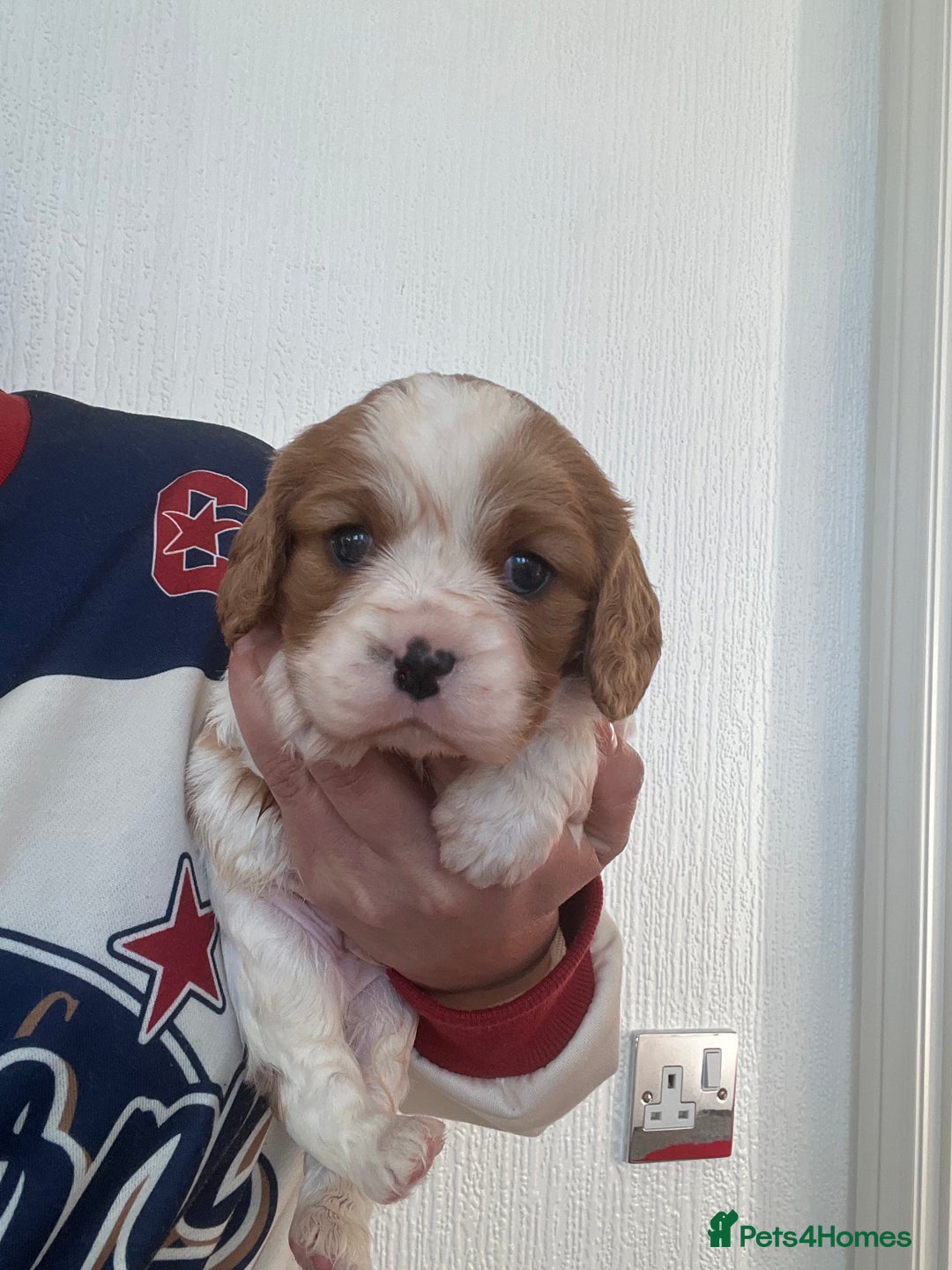 Cavalier King Charles Spaniel dogs for sale: Cavalier King Charles puppy’s  - Advert 30