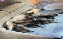 Mixed Breed dogs for sale: Bullmastiff Shepherd Hybrid  - Image 1