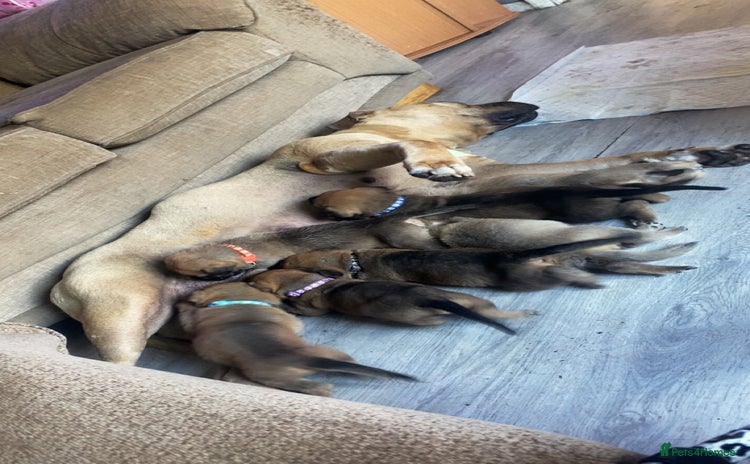 Mixed Breed dogs - Advert 2
