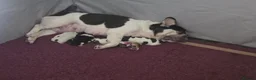 French Bulldog dogs for sale: Frenchbulldog Puppies - Advert 13