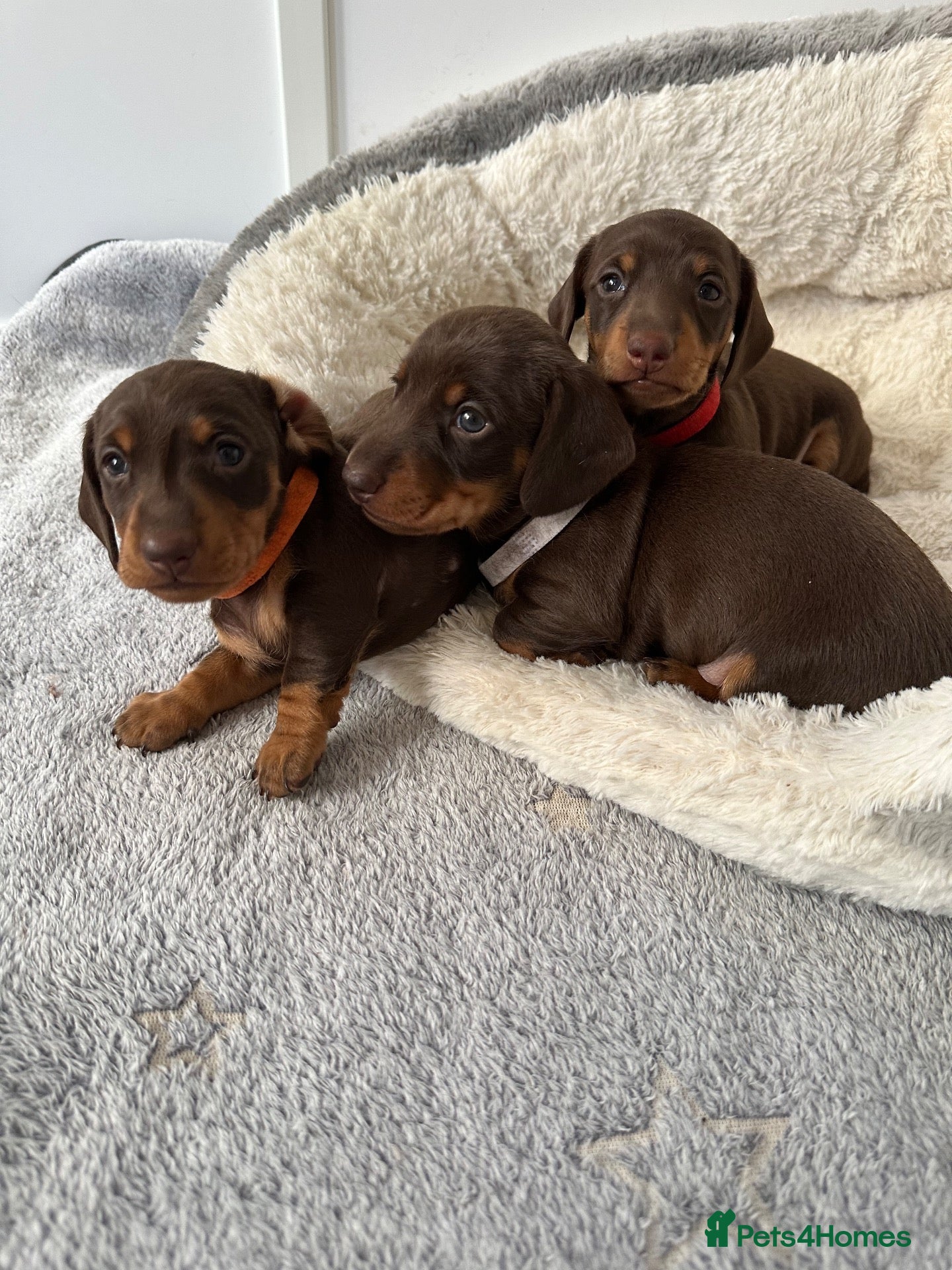 Miniature Dachshund dogs Quality Mini Dachshunds - PRA Clear - Advert 17