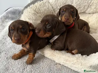 Miniature Dachshund dogs Quality Mini Dachshunds - PRA Clear - Advert 17