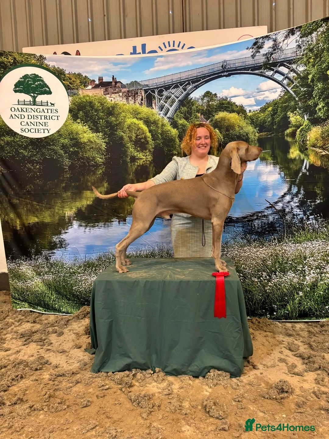 Weimaraner dogs for stud: **HEALTH TESTED** KC REG SHOW WEIMARANER FOR STUD - Advert 8