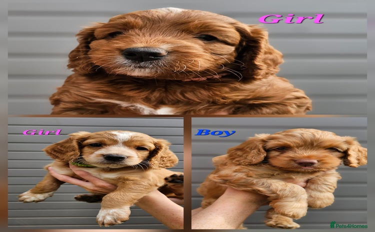 Cockapoo dogs - Advert 4