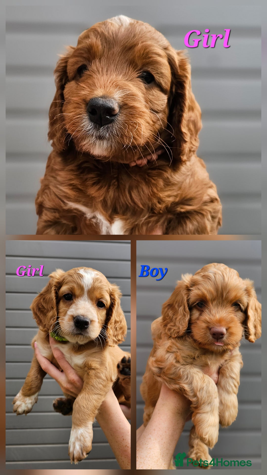 Cockapoo dogs for sale: Beautiful Chunky f2 Cockapoo Puppies  - Image 1