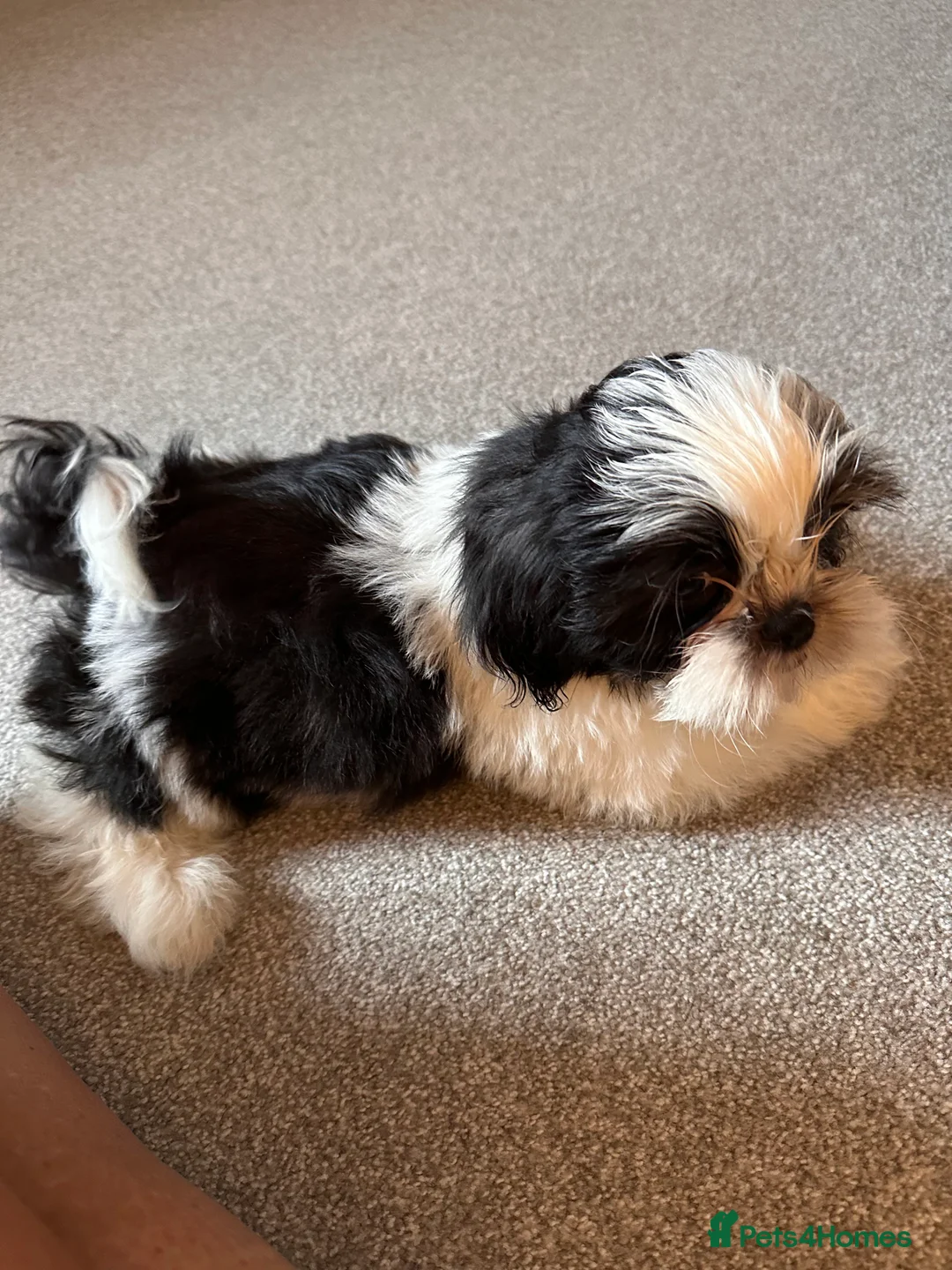 Shih Tzu dogs for sale:  Shih Tzu puppy  - Advert 21