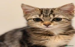 Mixed Breed cats for sale: Scottish fold/ Tortoiseshell cross kittens  - Image 2