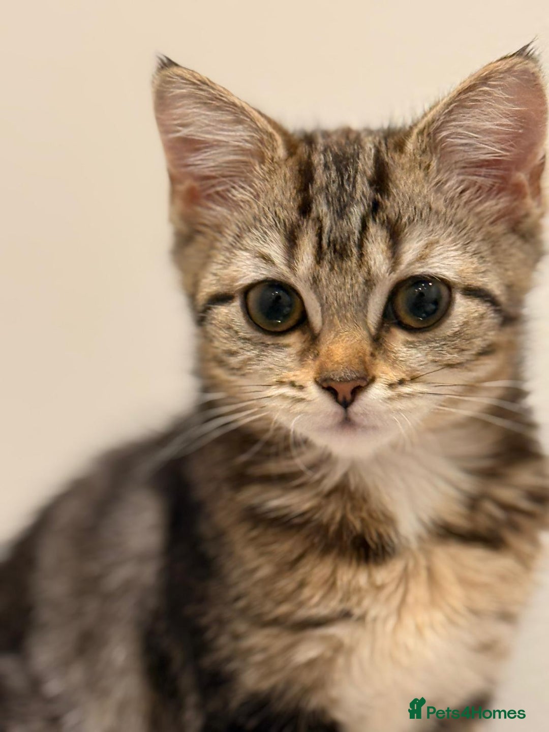 Mixed Breed cats for sale: Scottish fold/ Tortoiseshell cross kittens  - Image 2