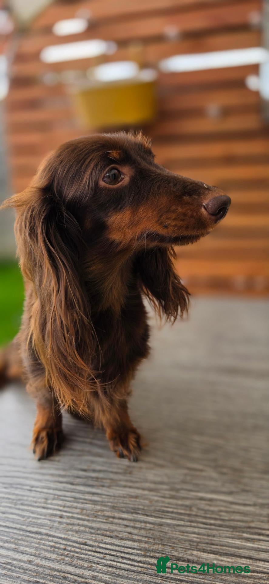 Miniature Dachshund dogs Miniature longhaired dachshund shaded cream girls - Advert 2