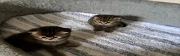 British Shorthair cats for sale: Pedigree British Shorthair  - Advert 10