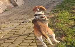 Mixed Breed dogs for adoption: ❤️🐶Radna elegant 2 yo Estonian Hound❤️🐶 - Advert 7