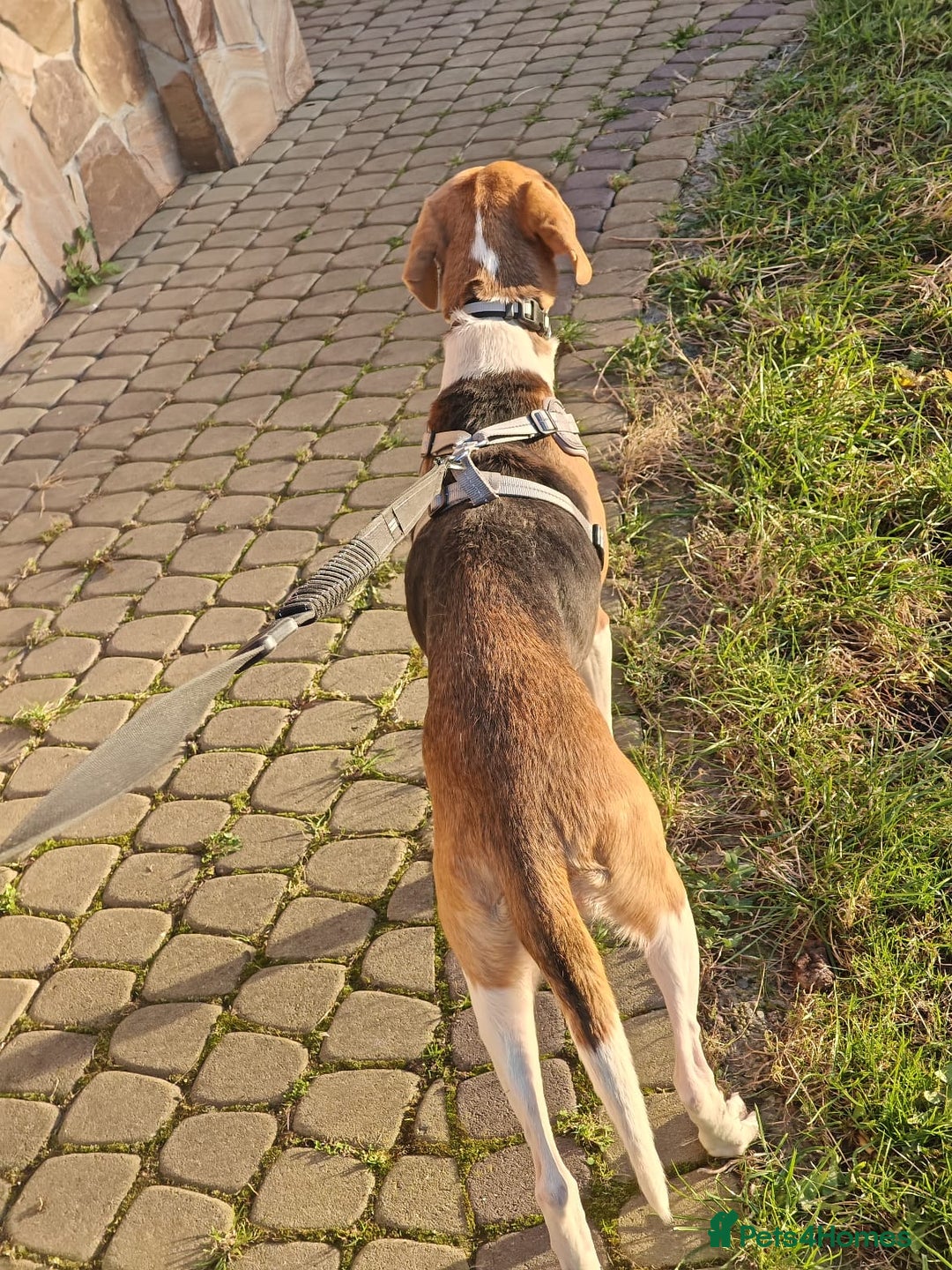 Mixed Breed dogs for adoption: ❤️🐶Radna elegant 2 yo Estonian Hound❤️🐶 - Advert 7