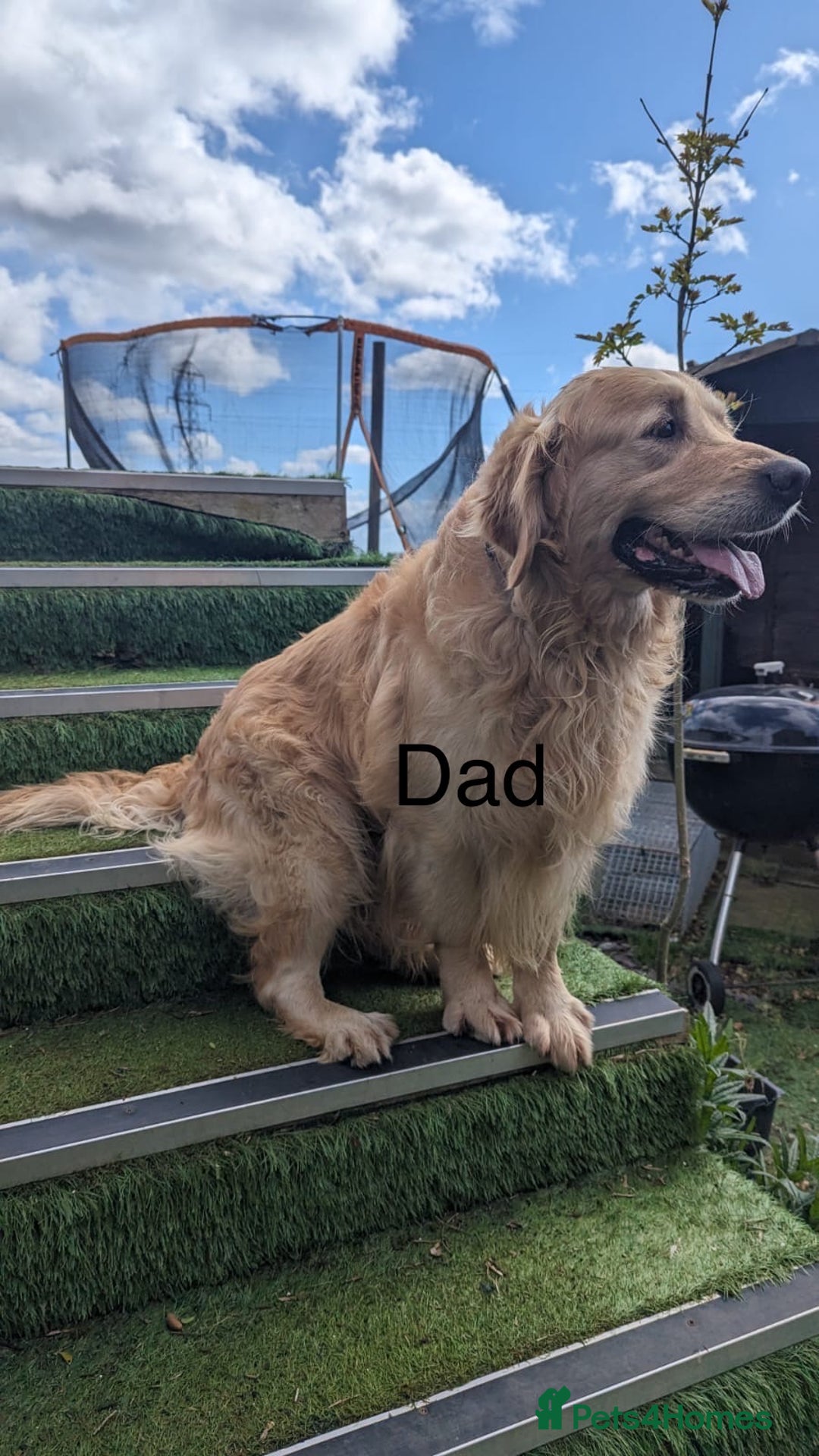 Golden Retriever dogs for sale: Champion line KC reg Golden Retriever pups - Image 4